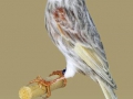 Agaatjaspis-rood-mozaiek-type-2