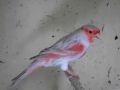 Isabel-rood-mozaiek-type-2