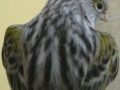 agaat-geel-mozaiek-type-1