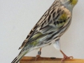 agaat-geel-mozaiek-type-2