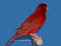 agaat-rood-intensief