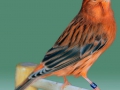 agaat-roodivoor-intensief-2