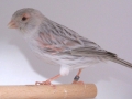agaateumo-rood-mozaiek-type-1
