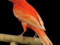 agaatopaal-rood-intensief