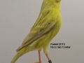 agaatpastel-geel-schimmel
