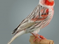 agaatpastel-rood-mozaike-type-2