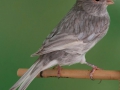 bruinjaspis-rood-mozaiek-type-1