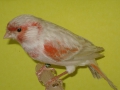 bruiopaal-rood-mozaiek-type-2