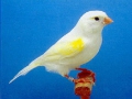 geel-mozaiek-type-1