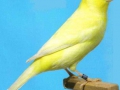 geel-schimmel