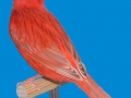 isabel-rood-intensief