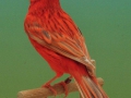 isabelpastel-rood-intensief