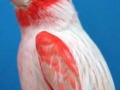 isabelpastel-rood-mozaiek-type-2