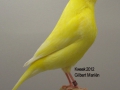 lutino-schimmel