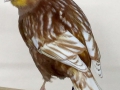 phaeo-geel-mozaiek-type-2