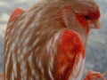 phaeo-rood-mozaiek-type-2