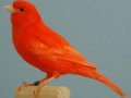 rood-intensief