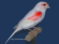 rood-mozaiek-type-1