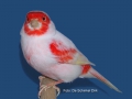 rood-mozaiek-type-2