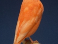 roodivoor-schimmel
