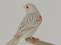 satinet-rood-mozaiek-type-1