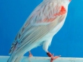 satinet-rood-mozaiek-type-2