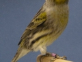 zwart-geel-mozaiek-type-2