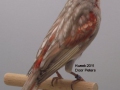 zwart-grijsvleugel-rood-mozaiek-type-2