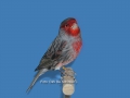 zwart-rood-mozaiek-type-2
