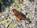 zwart-rood-schimmel