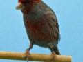 zwartkobalt-rood-mozaiek-type-2