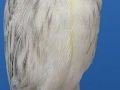 zwartopaal-geel-mozaiek-type-1