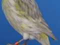 zwartopaal-geel-mozaiek-type-2