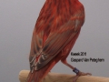 zwartpastel-rood-intensief