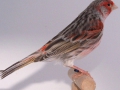 zwarttopaas-rood-mozaiek-type-2